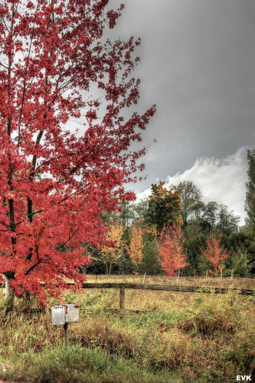 mailbox trees sky