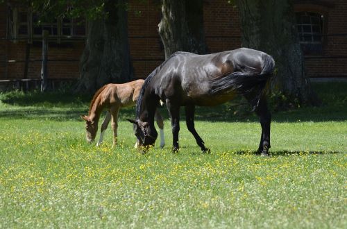 main and state stud marbach foal nature