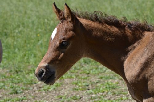 main and state stud marbach foal nature