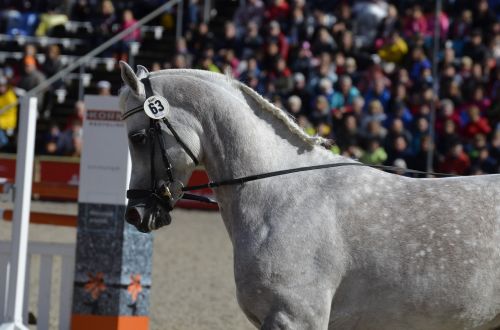 main and state stud marbach stallion parade mold