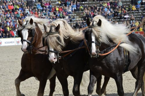 main and state stud marbach stallion parade kaltblut