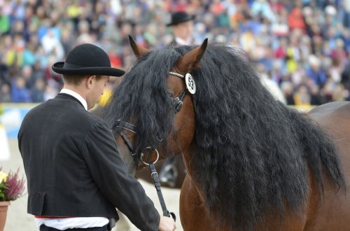 main and state stud marbach stallion parade kaltblut