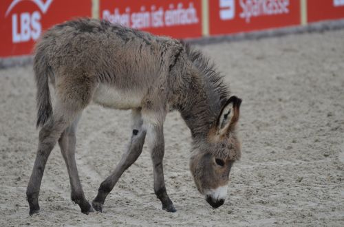 main and state stud marbach stallion parade in 2017 donkey foal