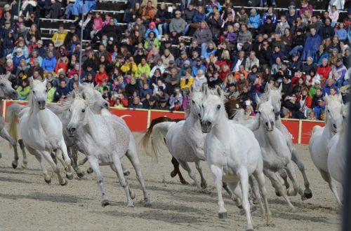 main and state stud marbach stallion parade in 2017 silver herd