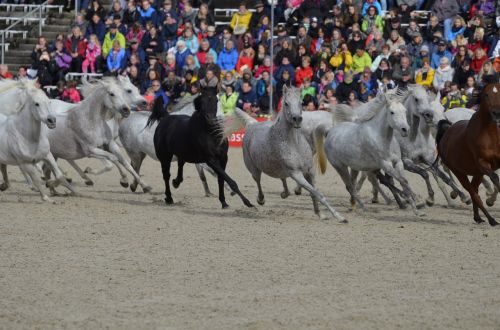 main and state stud marbach stallion parade in 2017 silver herd