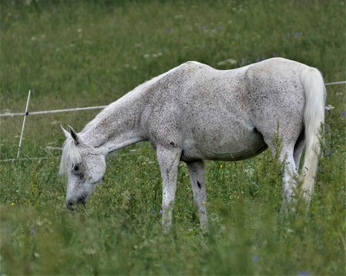 main and state stud marbach  thoroughbred arabian  foal