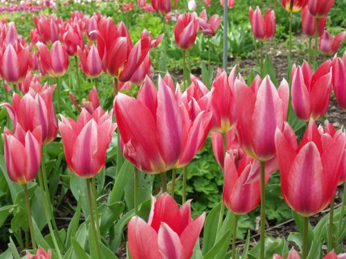 mainau island flowers tulips
