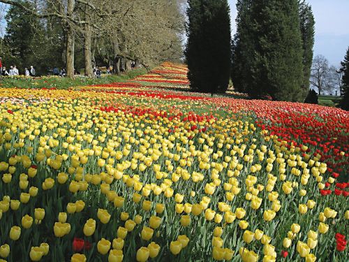 mainau island tulpenbluete lake constance