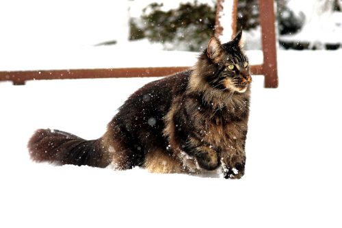 maincoon snow on game