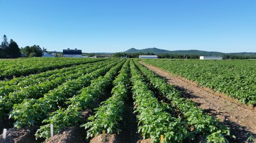 maine potato field