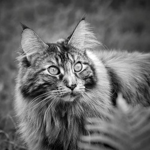 maine coon black and white cat cat