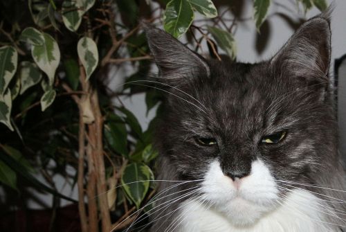 maine coon cat cat face
