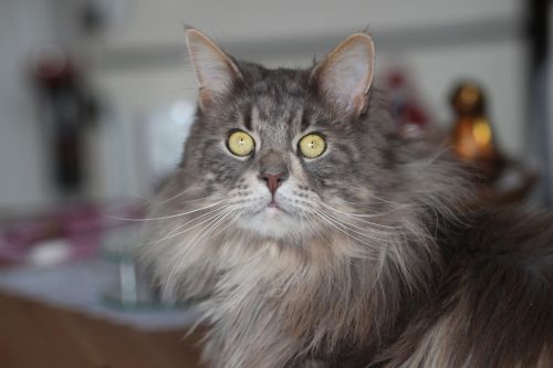 maine coon cat breed cat