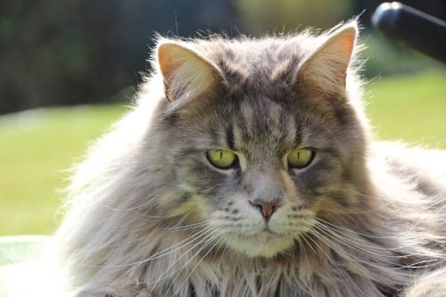 maine coon breed cat cat