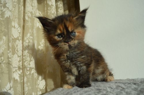 maine coon kitten cute