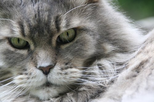 maine coon  cat  cat face