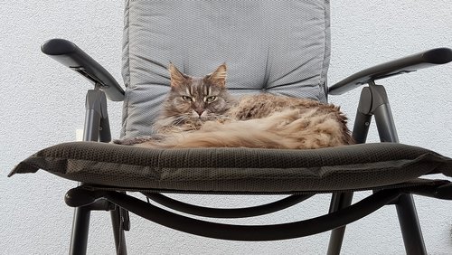 maine coon  cat  pet