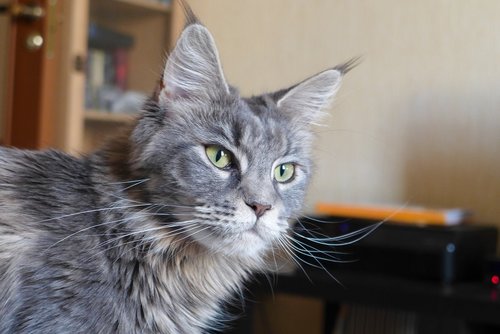 maine coon  cat  breed
