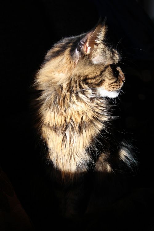 maine coon cat cat tomcat