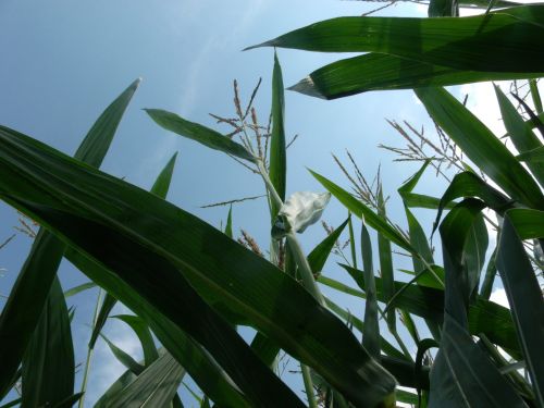 Corn Field With Sky