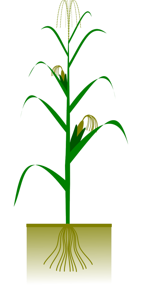 maize corn agriculture