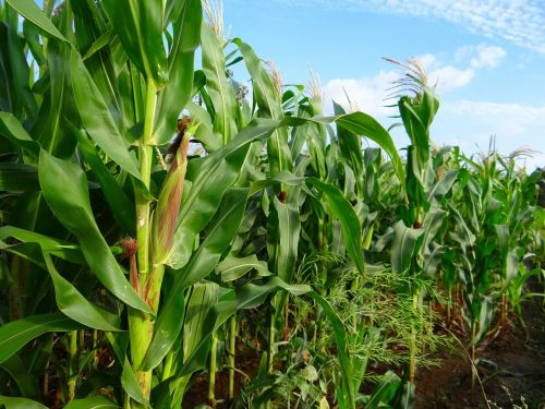 maize crop corn