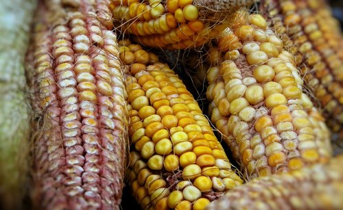 maize  corn  food