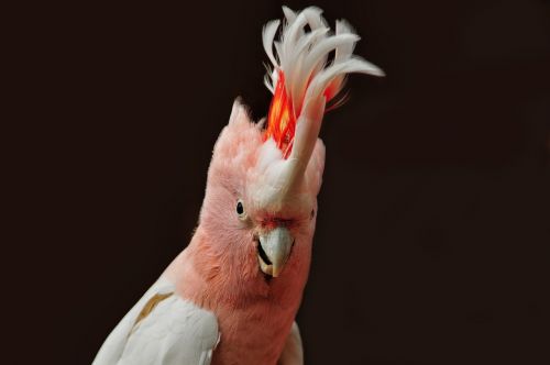major mitchell's cockatoo parrot ara