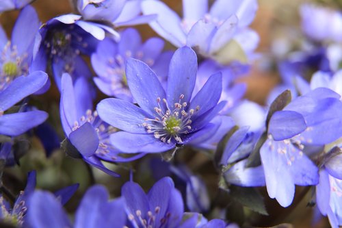 májvirág  blue flower  purple flower