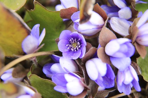 májvirág  blue flower  purple flower