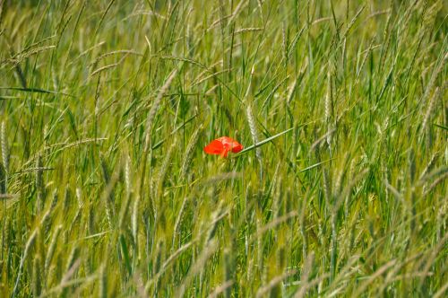 Poppy Flower