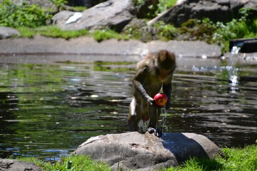 makake monkey wet