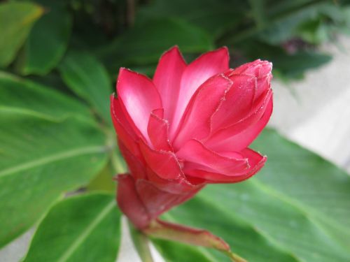 makati flower flora