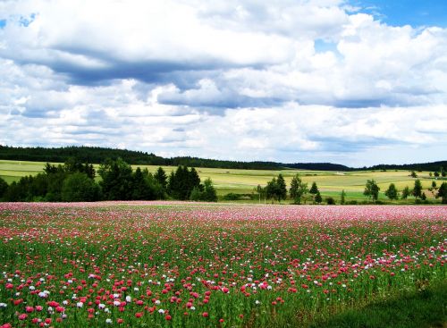 mákföld agriculture landscape