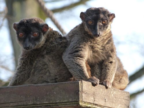 maki mayotte monkey