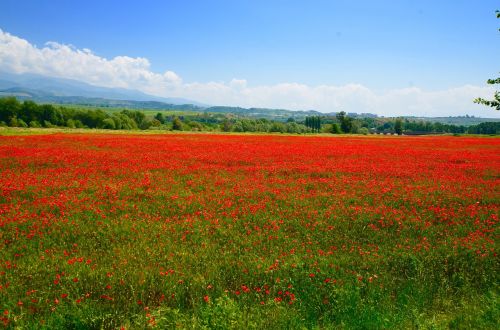 maki field sky