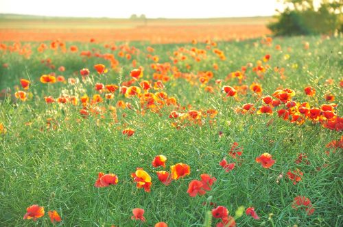 maki field flowers