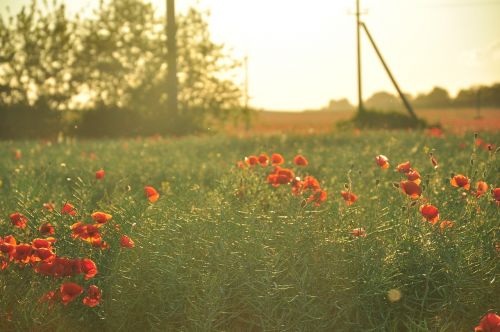 maki field flowers