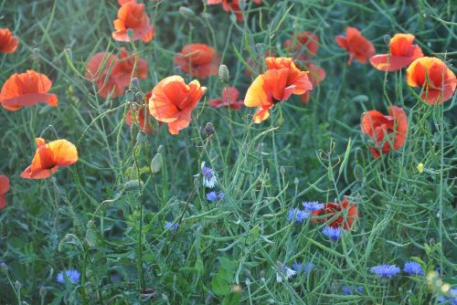 maki field flowers