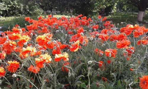 maki summer flowers