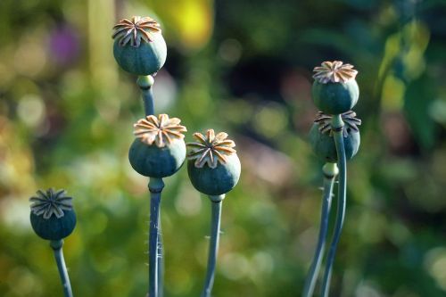 maki summer red poppies