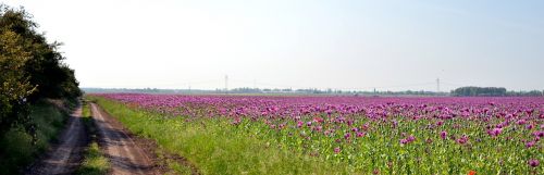 mákmező nature flowers