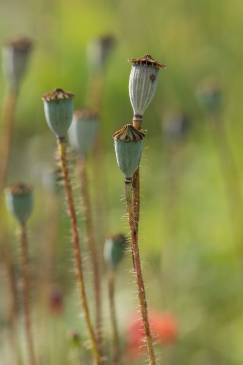 Poppyhead