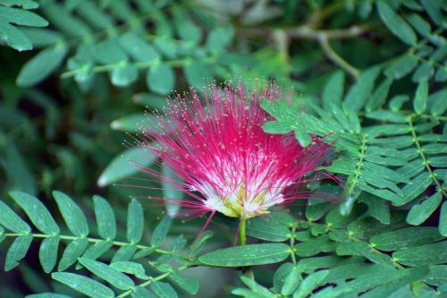malabar chestnut brush tree flower flower