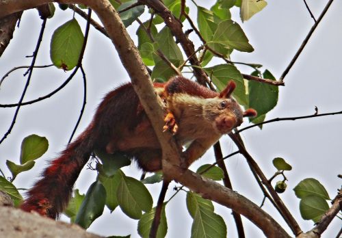 malabar giant squirrel ratufa indica indian giant squirrel