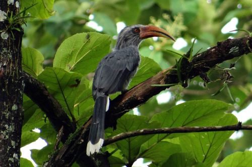 malabar grey hornbill ocyceros griseus hornbill