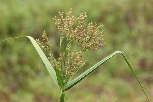 malaccensis  cyperus  wild