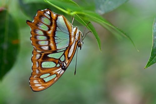 malachite butterfly butterflies edelfalter