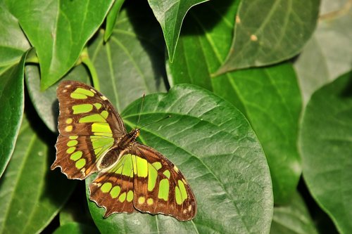 malachite butterfly  butterfly  insect