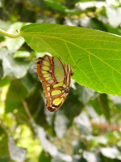 malachite butterfly butterfly siproeta stelenes
